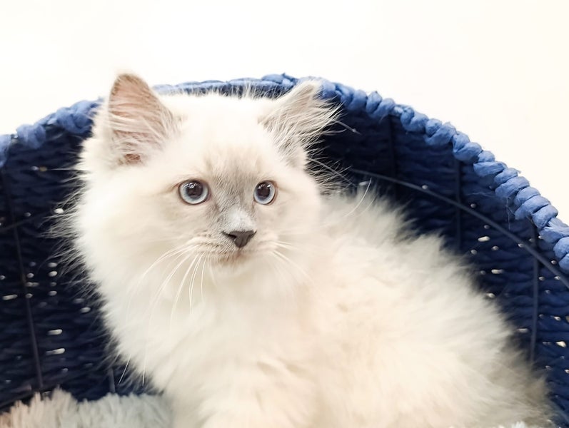 Ragdoll kitten64016960417922114
