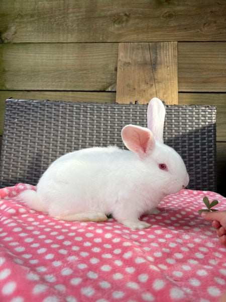 NZ White Rabbits Carousel 2