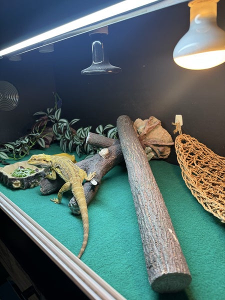 Bearded dragon Carousel 6