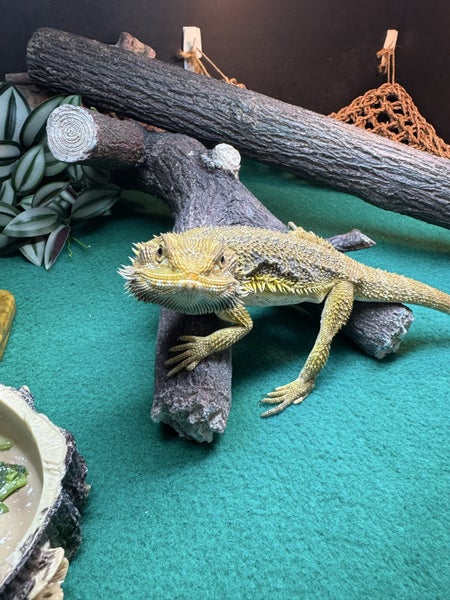 Bearded dragon Carousel 1