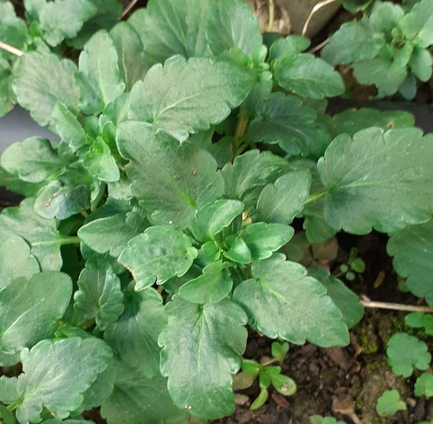 Viola Cat's Purple and White with a "whiskers" pattern Carousel 2