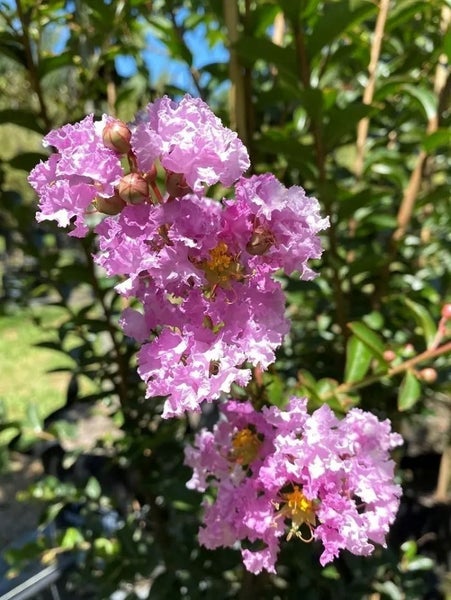 Crepe Myrtle Lagerstromia Souvenir d'Hubert Puard Carousel 1