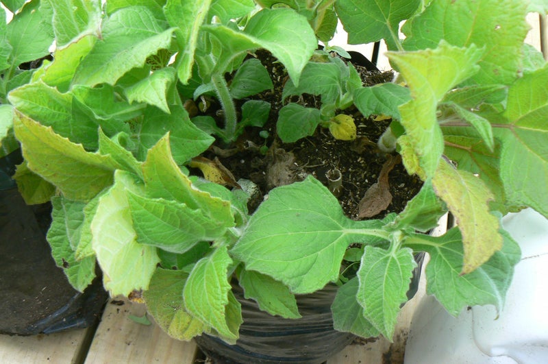 Yacon Plant- healthy sweetness Pb 8 /5litre bag64436700865538112