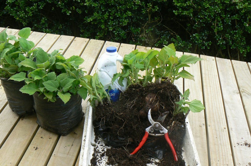 Yacon Plant- healthy sweetness Pb 8 /5litre bag64436700865538113