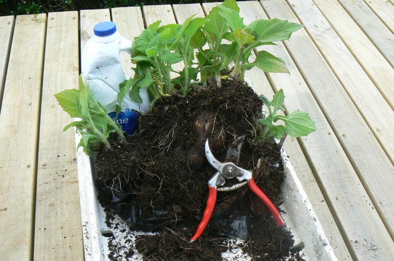 Yacon Plant- healthy sweetness Pb 8 /5litre bag64436700865538114