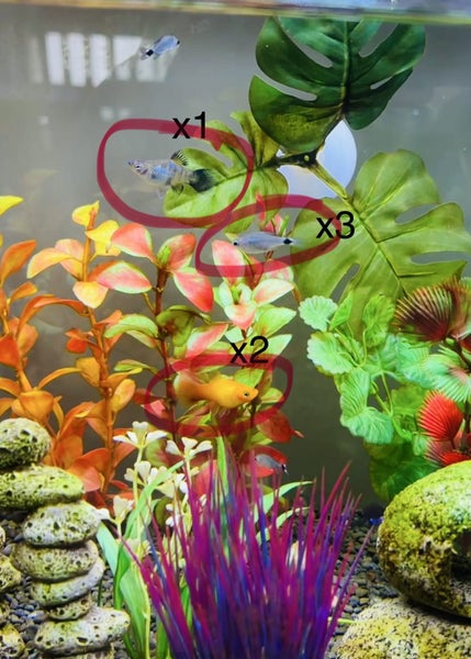 47L Tropical Fish Tank with fish Carousel 2