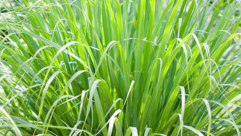 LEMONGRASS: Fill Garden/Home With Devine Perfume! AT LEAST1000 seeds in packet Carousel 2