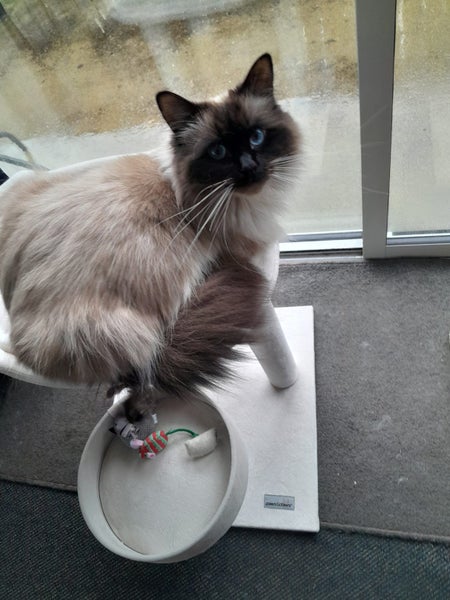 STRESSED RAGDOLL Carousel 1