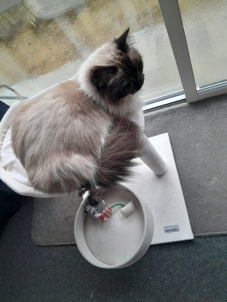 STRESSED RAGDOLL Carousel 2