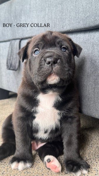 SHAPEI/STAFFY PUPPIES Carousel 2