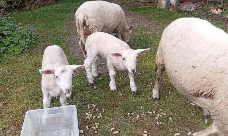 wiltshire ewes/lambs $190 pair Carousel 1