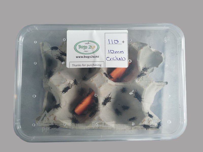 1.BRUNCH BUG BOX Small Size feeders Carousel 2