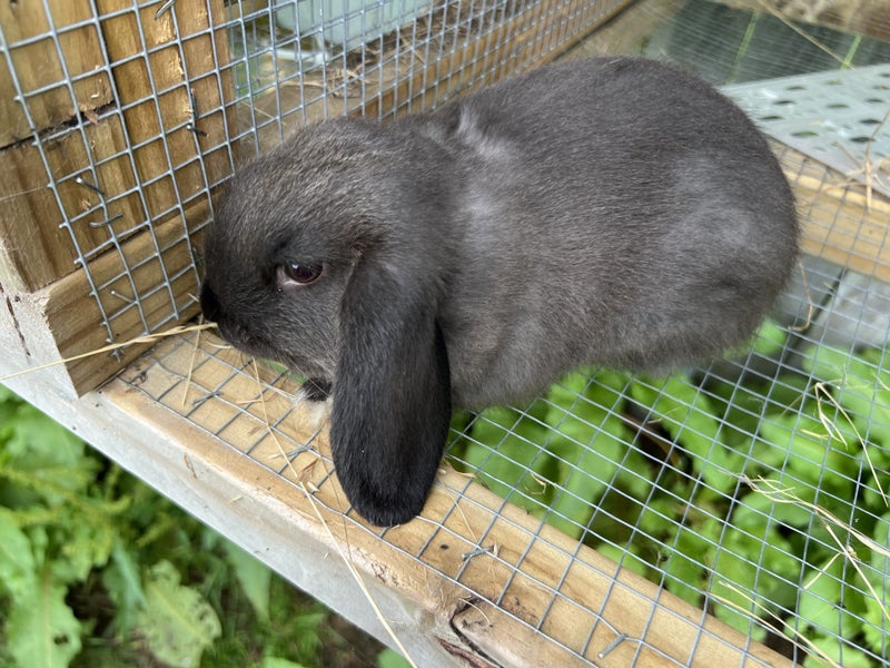 Purebred Mini lop kits Carousel 11