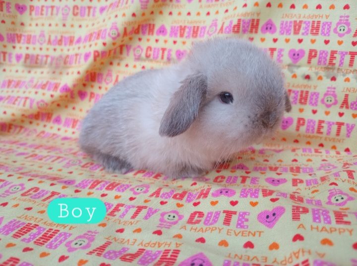 Cute purebred pedigree baby mini lop bunny rabbit Carousel 2