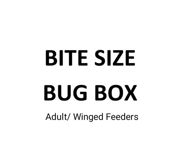 1. BITESIZE BUG BOX Adult / Winged Feeders Carousel 1