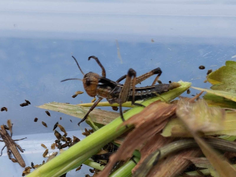 1.BRUNCH BUG BOX Small Size feeders Carousel 4