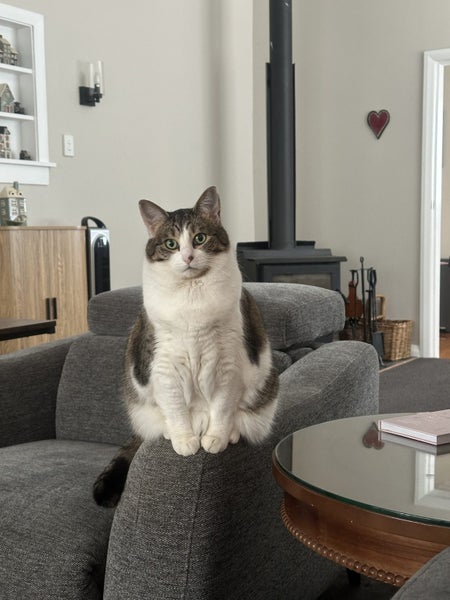 Loving Home Wanted for Cookie – A Gentle, Cuddly Soul Carousel 2