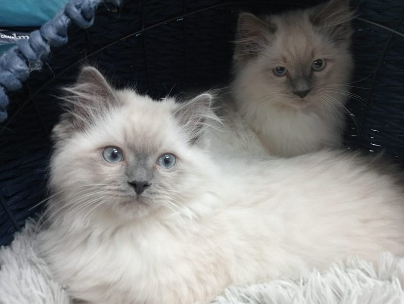 Ragdoll Kittens for Sale – 8 Weeks Old, Ready Now, Litter Trained Carousel 5