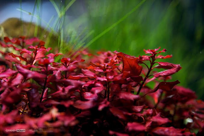 x1 Ludwigia Repens " Super Red" (Rare) Carousel 1