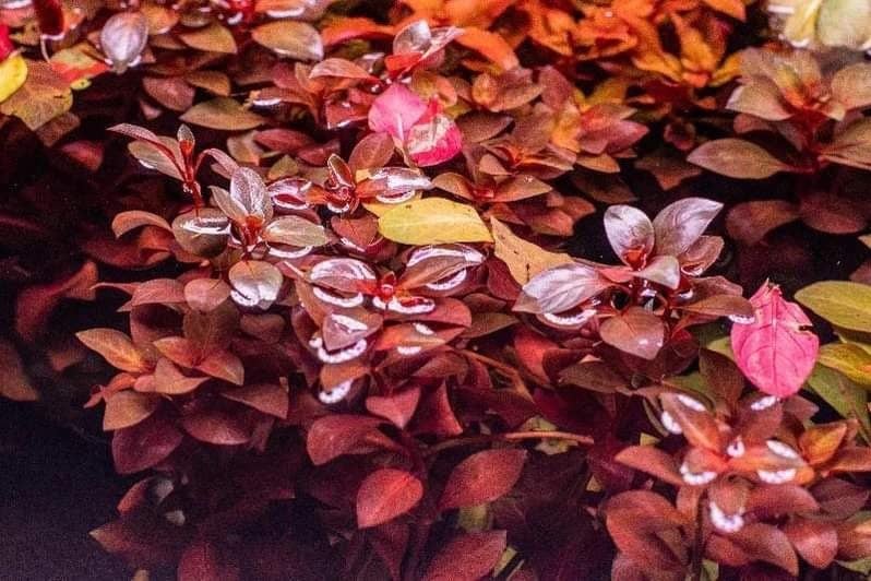 x1 Ludwigia Repens " Super Red" (Rare) Carousel 6
