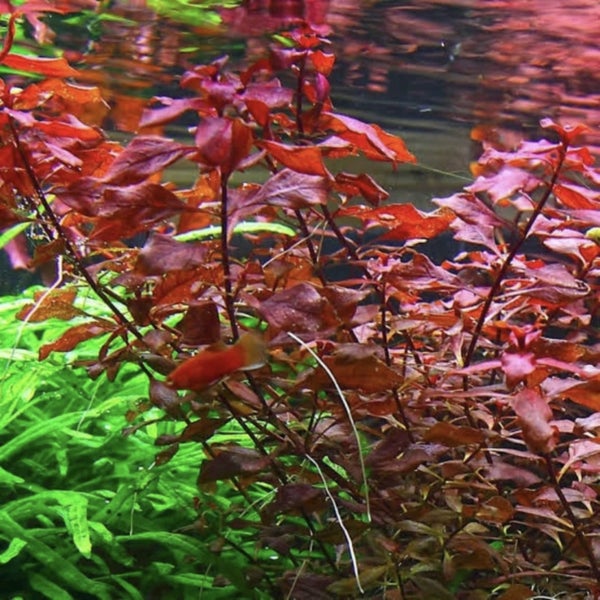 15x Ludwigia Palustris “super red” Carousel 1