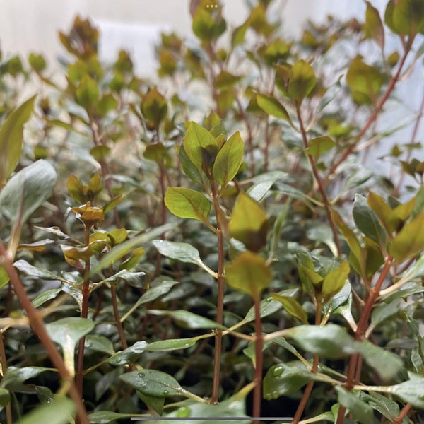 15x Ludwigia Palustris “super red” Carousel 2