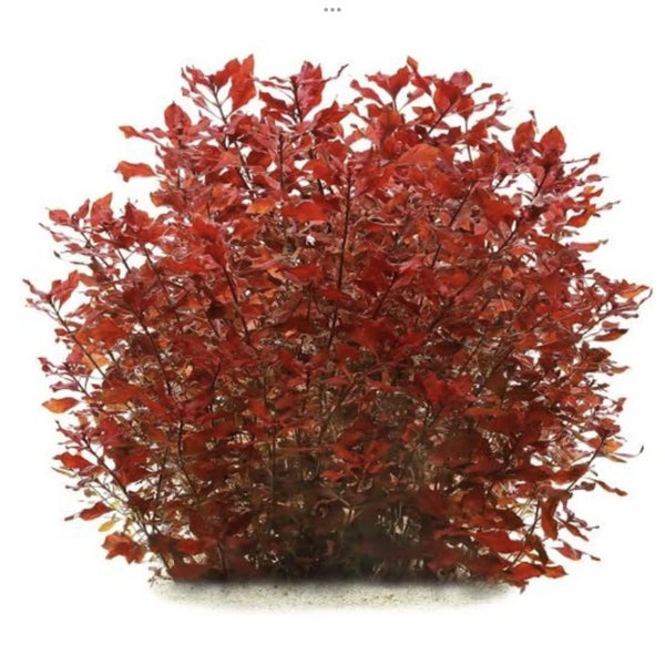 15x Ludwigia Palustris “super red” Carousel 3
