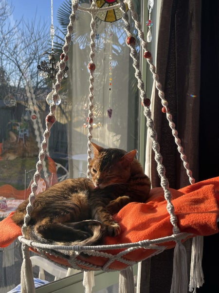 Cat Hammock Carousel 2