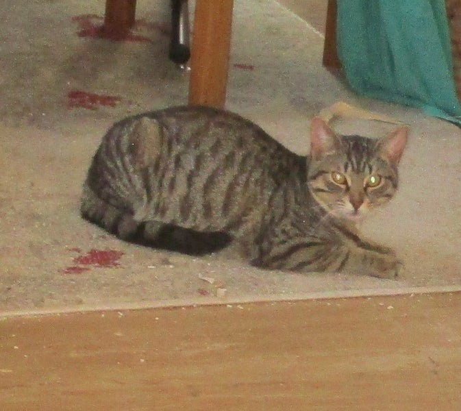 HUMANE SOCIETY RESCUE KITTENS Carousel 5