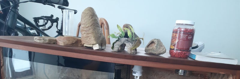 Terrarium Carousel 4