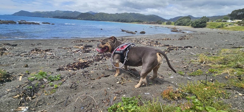 American Pocket Bully mixed breed Carousel 11