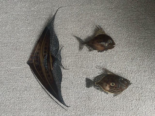 Three Fab Fish burnished metal wall sculptures Carousel 1