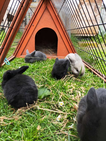 Pure Bred mini Lops bunnies Carousel 1