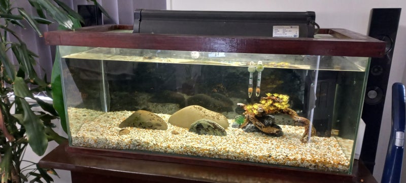 Large Aquarium Carousel 1