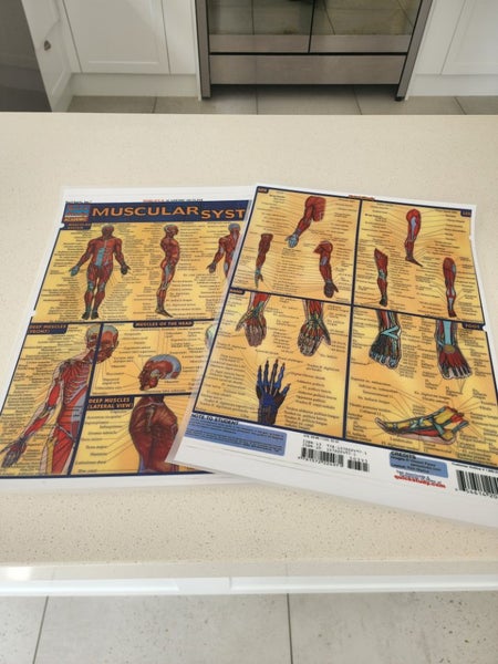 Muscular System A3 laminated study posters x 2 Carousel 1