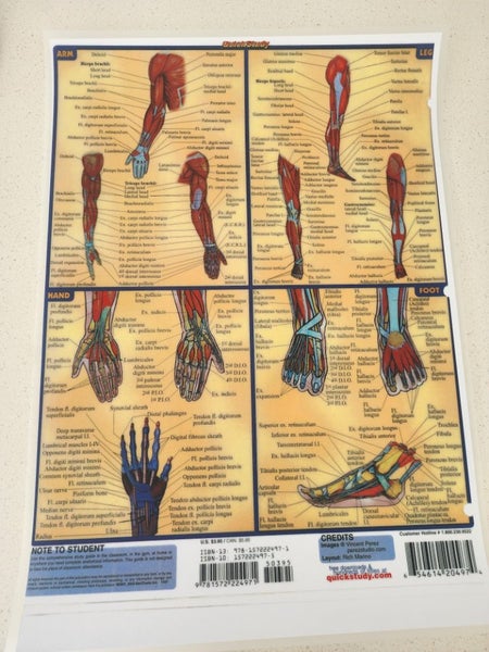 Muscular System A3 laminated study posters x 2 Carousel 2
