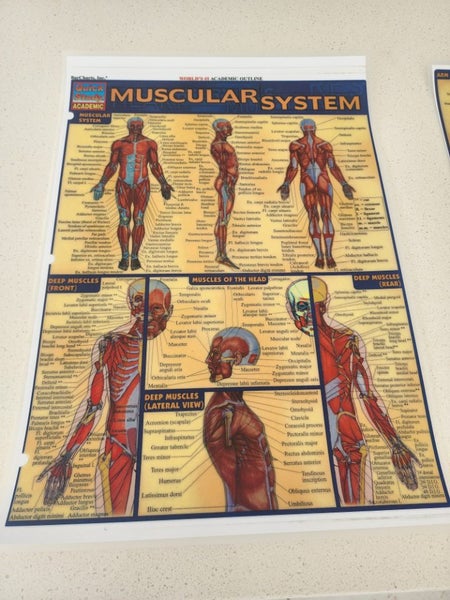 Muscular System A3 laminated study posters x 2 Carousel 3