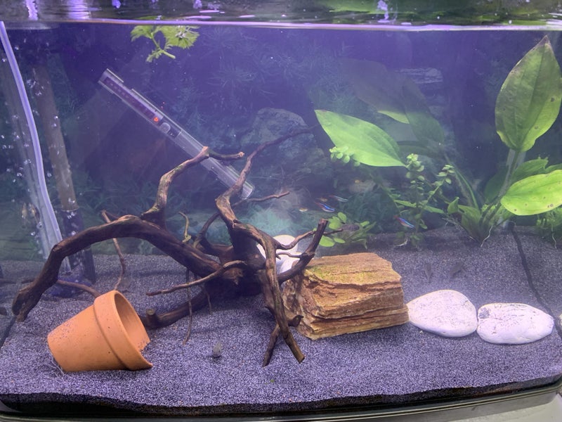 Fish Tank Carousel 1