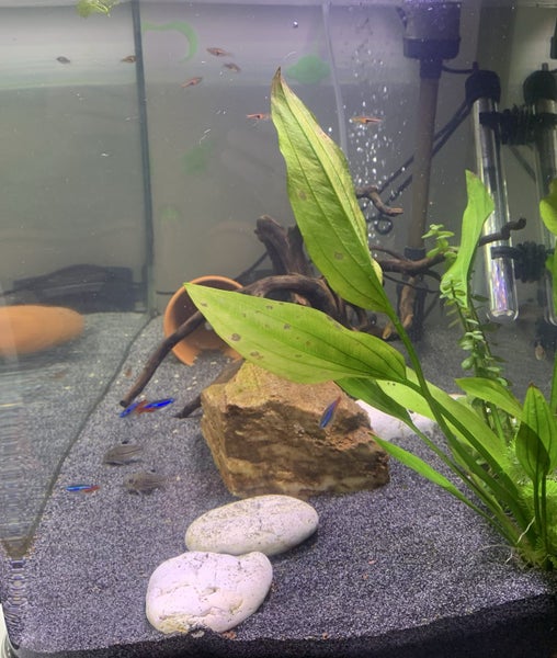 Fish Tank Carousel 2