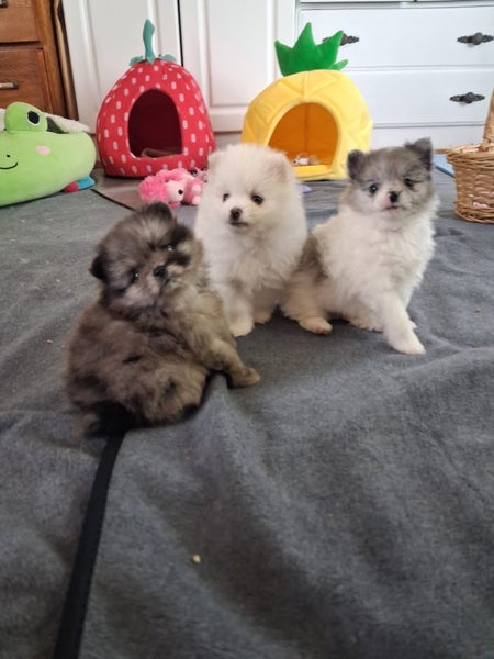 Pomeranian Puppies Carousel 3