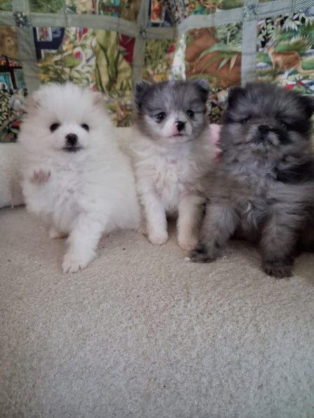 Pomeranian Puppies Carousel 1