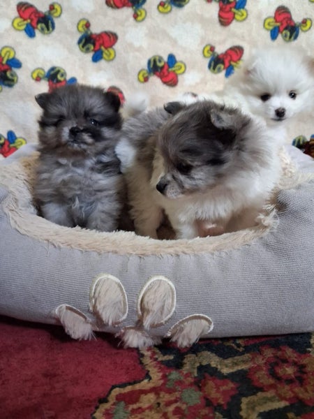 Pomeranian Puppies Carousel 2