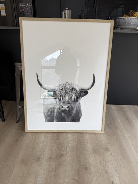 Highland cattle picture with Oakwood frame Carousel 1