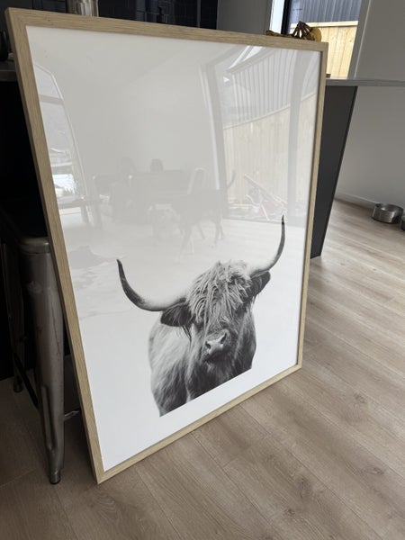Highland cattle picture with Oakwood frame Carousel 2