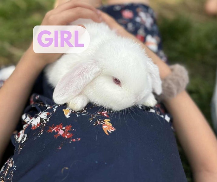 Mini Lop Bunnies Carousel 2