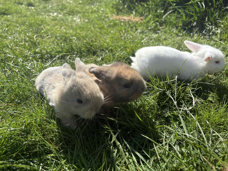 Mini Lop Bunnies Carousel 1