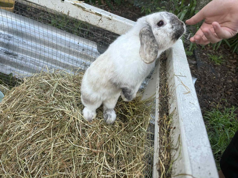 Mini Lop Bunnies Carousel 10