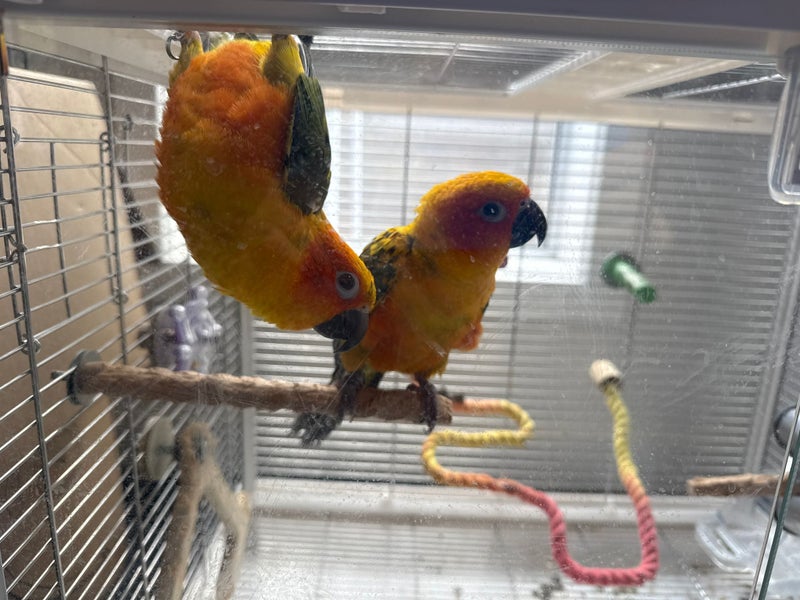 Two Hand-raised Sun Conures for Sale – Very Tame & Friendly (North Shore)64032264968066111