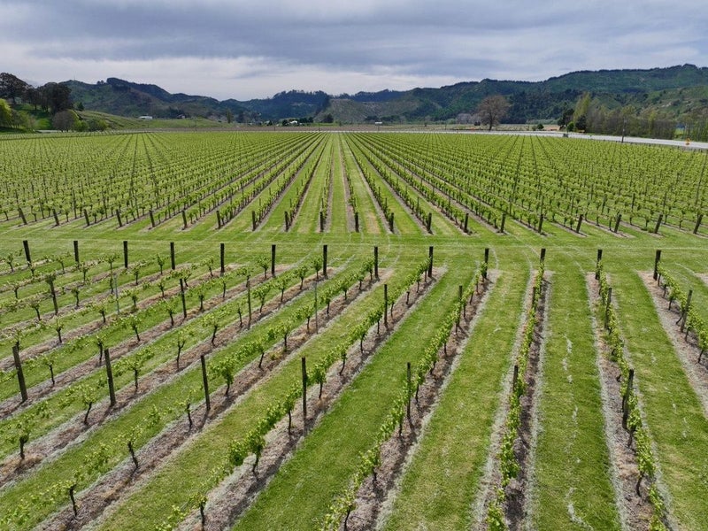 Finishing, Cropping and Viticulture options- 39.0964032378682882113