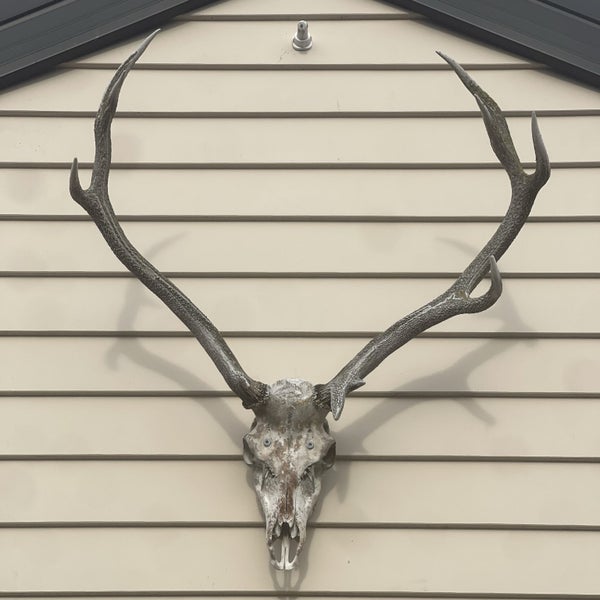 Stag Antlers and Skull Carousel 1